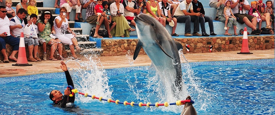 Dolphin Show Excursion in Sharm El Sheikh