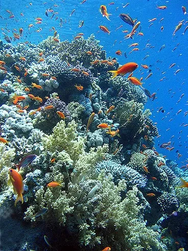 coralreefrasmohamednationalpark.webp